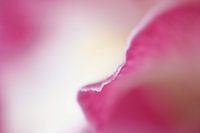 orchid