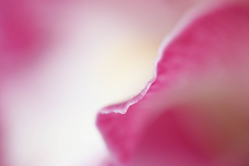orchidée par Laura Vollering