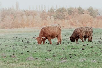 Schotse Hooglanders in de Nederlandse Duinen van Anne Zwagers