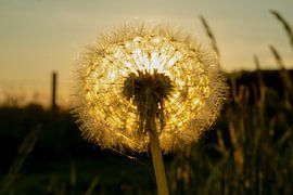 toter Löwenzahn von Rene Bakker