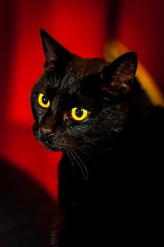 Zwarte kat tricolore van kattoo hillewaere