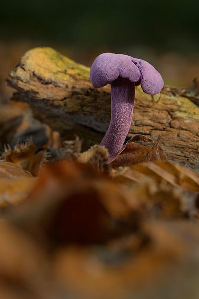 Amethyst-Pilz von Peter Bartelings
