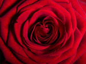 Eine rote Rose