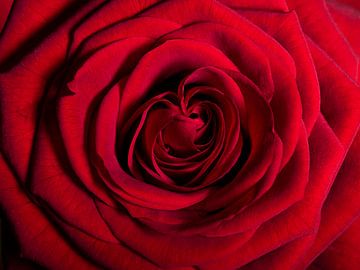 Eine rote Rose von Marjolijn van den Berg
