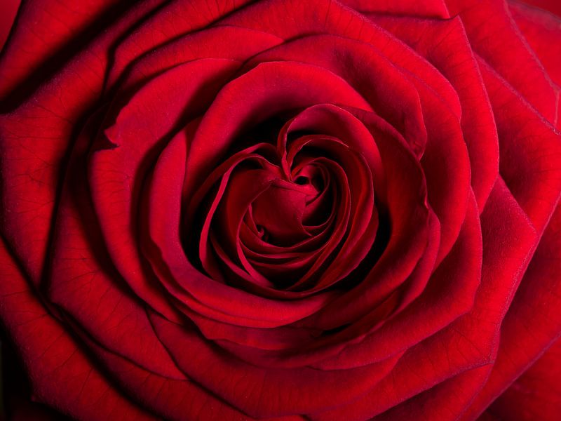 Une rose rouge par Marjolijn van den Berg