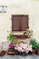 Flowers in Pienza, Tuscany, Italy