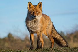 Een vos in het avondlicht van Nick van Beusekom
