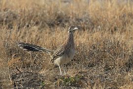 "Roadrunner" Wegekuckuck (Geococcyx californianus), auch Großer Rennkuckuck oder Erdkuckuc von Frank Fichtmüller