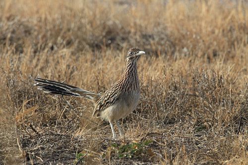 roadrunner" wegkoekoek (Geococcyx californianus), ook grote koekoek of grondkoekoek Nieuw-M