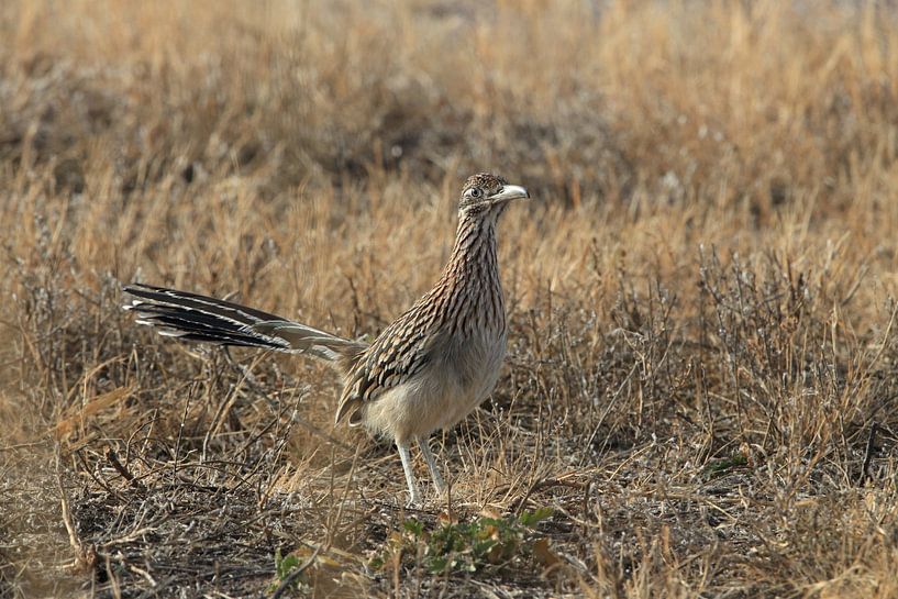 Roadrunner&quot; coucou de route (Geococcyx californianus), aussi grand coucou de course ou cou par Frank Fichtmüller