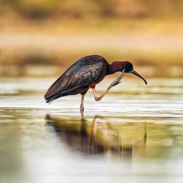 Ibis noir par Patrick Haleyt Photography