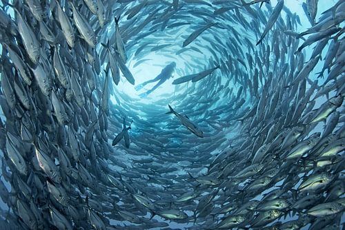 Surrounded by Norbert Probst