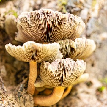 Paddestoelen met opgetrokken hoed.