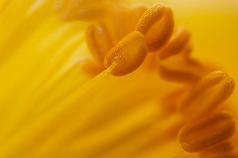 Macro van Marieke Deinum