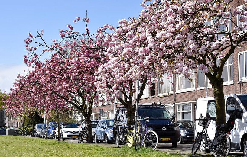 Japanische Kirschblüte in Rotterdam von Charlene van Koesveld