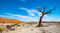 Deadvlei Namibia van Matthijs Peeperkorn thumbnail