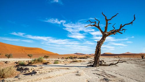 Deadvlei Namibie