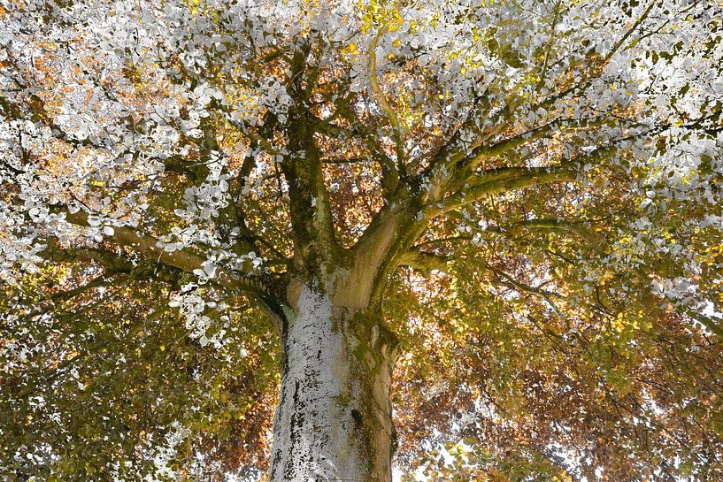 Verbinding van twee oude krachtige bomen van Lisette Rijkers