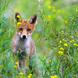 Foxy von Marcel Hillebrand