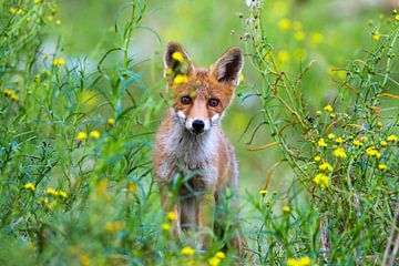 Foxy by Marcel Hillebrand