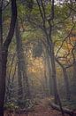 Landschap - Mistig bos van Angelique Brunas thumbnail