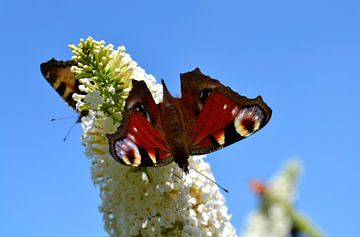 Dagpauwoog op vlinderstruik van Susan Dekker