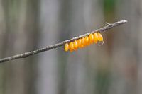 Eggs of a ladybird on a thin branch