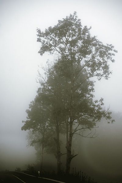 Mistig bos bomen close-up van Alexander Aboud