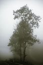 Mistig bos bomen close-up van Alexander Aboud thumbnail
