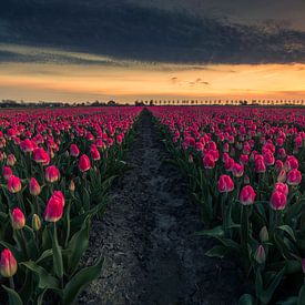 Pfad zwischen den Tulpen von peterheinspictures