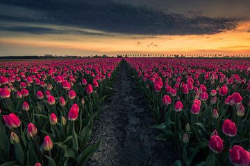 pad tussen de tulpen