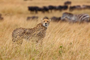 Cheetah op jacht van Peter Michel