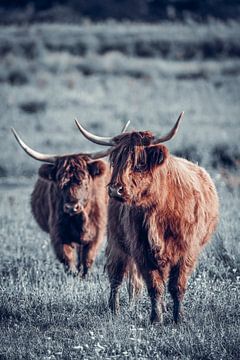 Two Scottish Highlanders by Steven Dijkshoorn