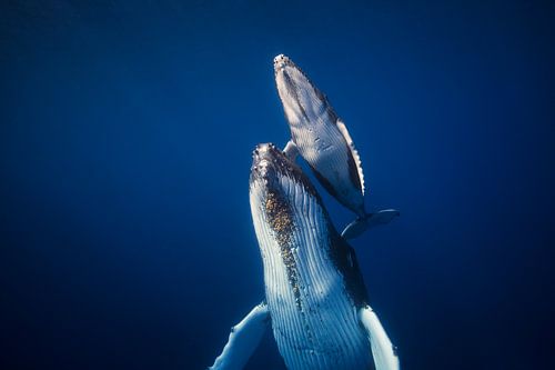 Kom terug naar de oppervlakte van Barathieu Gabriel