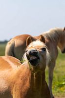Pferd mit Humor