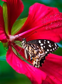 Tropische vlinder in rode bloem van Anouschka Hendriks