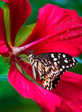 Tropische vlinder in rode bloem by Anouschka Hendriks