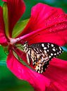 Tropische vlinder in rode bloem von Anouschka Hendriks Miniaturansicht