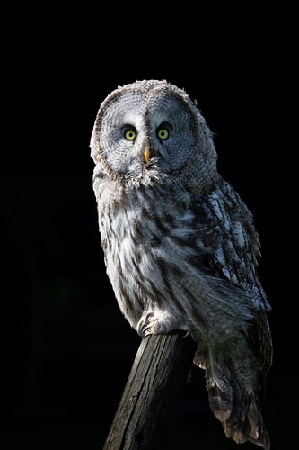 Lapland Owl