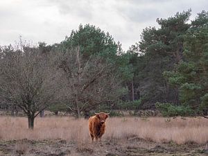 kijk je naar mij van snippephotography