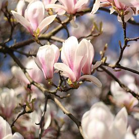 Magnolia tree in full bloom by Eveline Fotografie