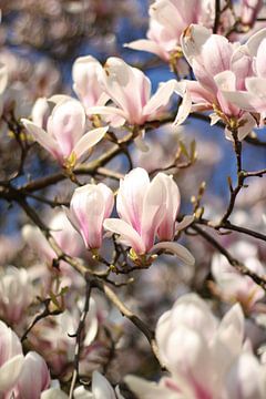 Magnolia boom vol in bloei van Eveline Fotografie