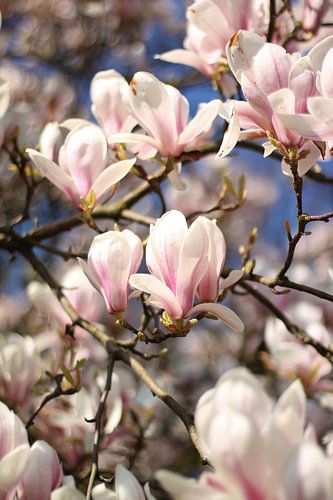 Magnolia boom vol in bloei