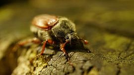 Nature Photo by Wietze Wiegersma