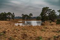Wandelen in het Brabantse landschap van Bart Cox thumbnail