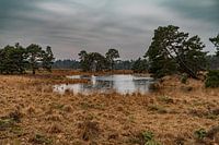 Wandelen in het Brabantse landschap