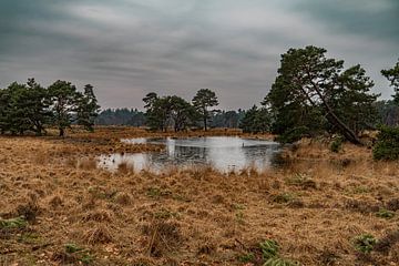 Wandelen in het Brabantse landschap