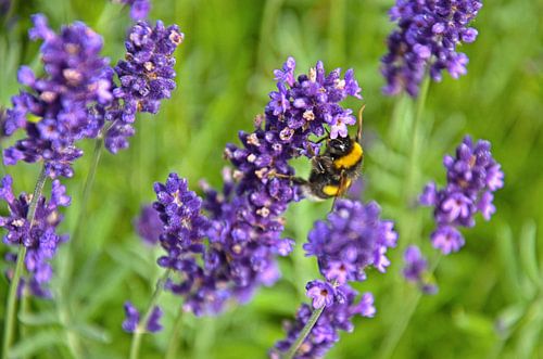 Bee on a lavender twig