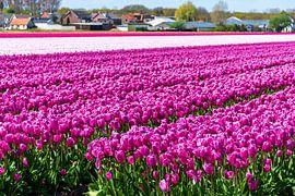 Prachtig veld met paarse tulpen van Arjan van der Veer