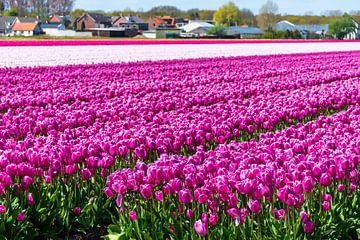 Schönes Feld mit lila Tulpen von Arjan van der Veer